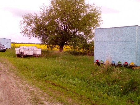 Кочова пасіка на запиленні ріпаку